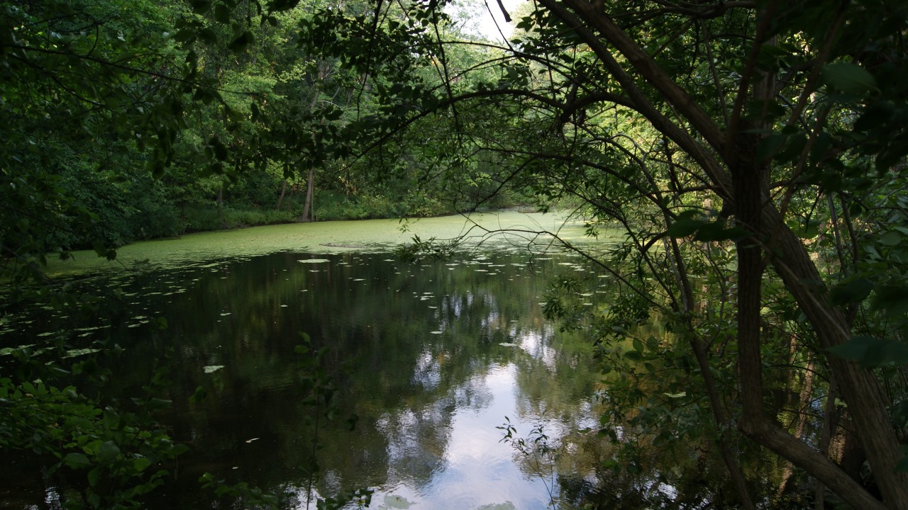 Taddle Creek Pond in Wychwood Park in Toronto, Ontario