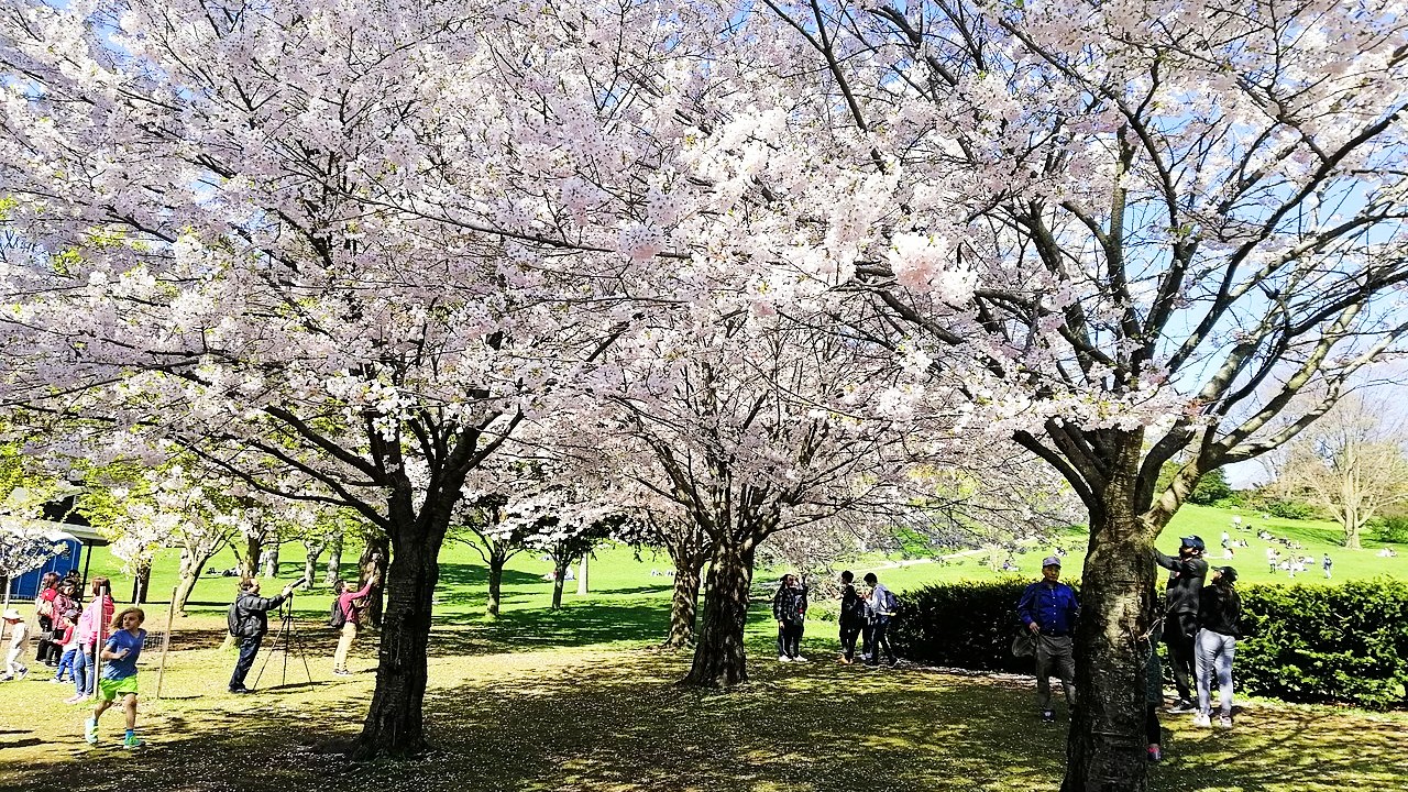 People look at cherry blossoms in Toronto’s High Park