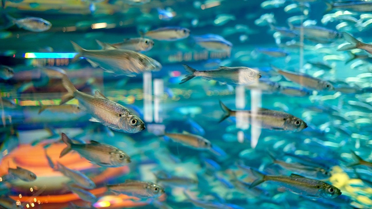 A photo of a school fish behind glass at Ripley’s Aquarium in Toronto